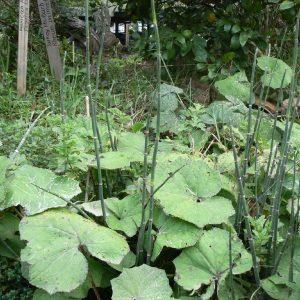 coltsfoot plant, Tussilago farfara plant