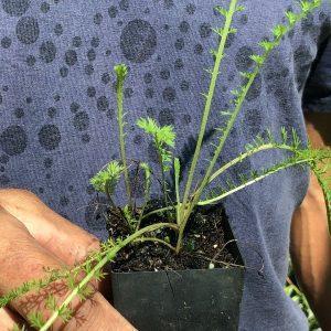 yarrow, achilea herb plant