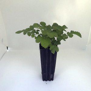 Agrimonia eupatoria plant, agrimony plant