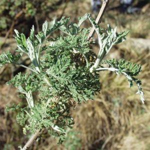 african wormwood artemisia afra