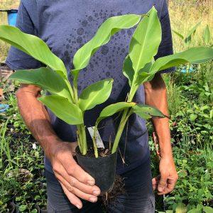 canna india plant, queensland arrowroot plant