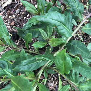okinawan spinach plant, gynura crepioides plant