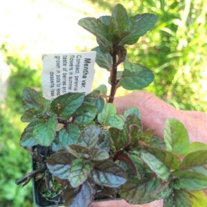 mentha-hybrid-berries-and-cream