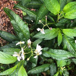 pepino plant, Solanum muricatum plant