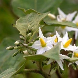 solanum torvum, turkey berry