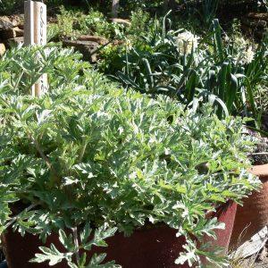 yomogi plant, artemisia princeps plant