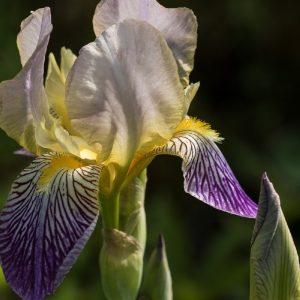 orris root, iris