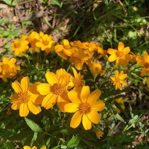 passionfruit marigold