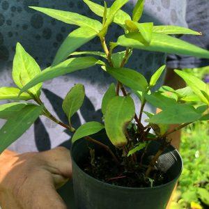 vietnamese mint plant, Persicaria odorata