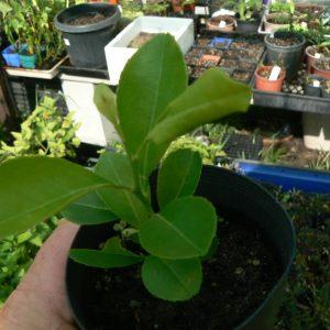 Kaffir lime plant, seedling