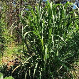 sugar cane plant