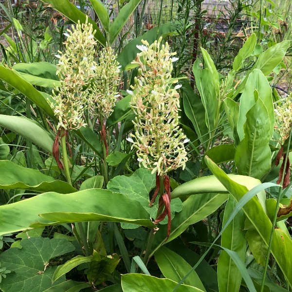 alpinia-galanga-red-galangal