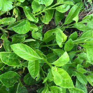 longiverty spinach plant, gynura procumbens