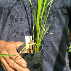 vetiver grass plant, Chrysopogon zizanioides