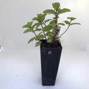 morroquan mint plant