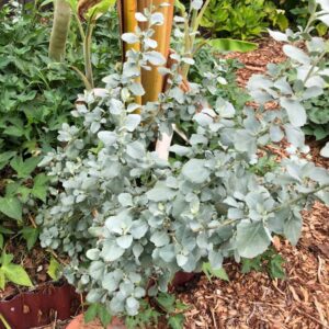 atriplex-ummularia-old-man-saltbush
