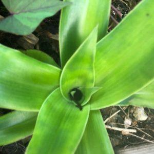 callisia fragrans