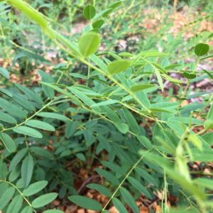 sophora-flavescens-shrubby-sophora