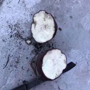 sweet potato northern star