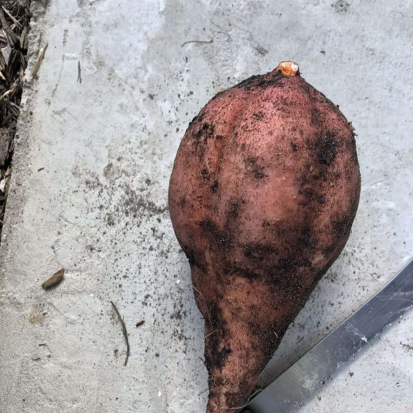 sweet potato beauregard