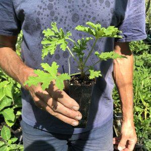 scented geranium citronella, mosquito plant