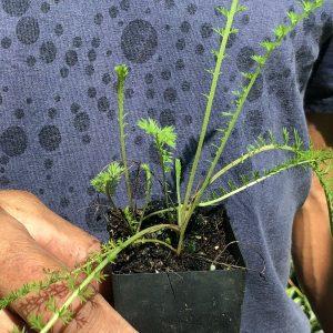 Achillea millefolium, yarrow