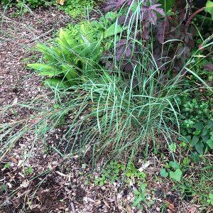 Cymbopogon flexuosus, East-Indian lemon grass