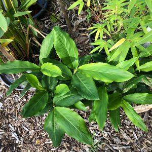 False CArdamon alpinia nutans