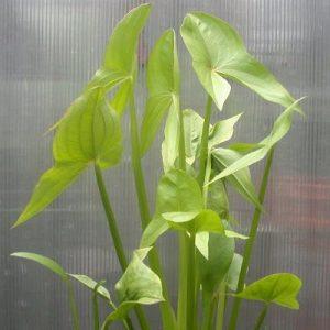 sagittaria