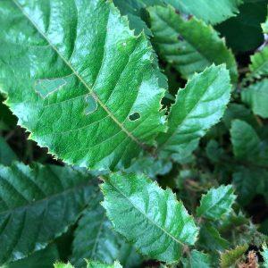 Davidsons plum, davidsonia