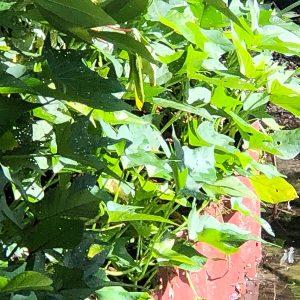 Sweet Potato 'Hawaiian', Ipomoea batatas