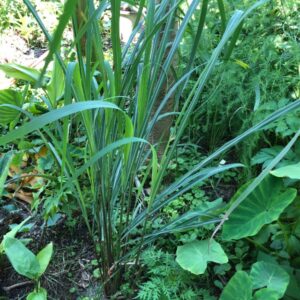 cymbopogon-citratus-west-indian