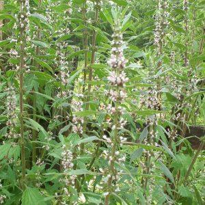 motherwort