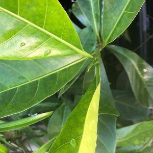 Native Gardenia
