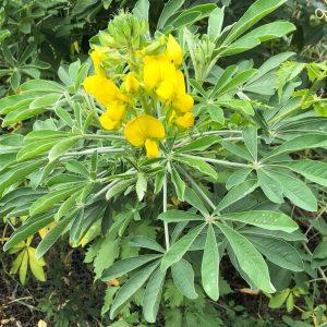 crotalaria