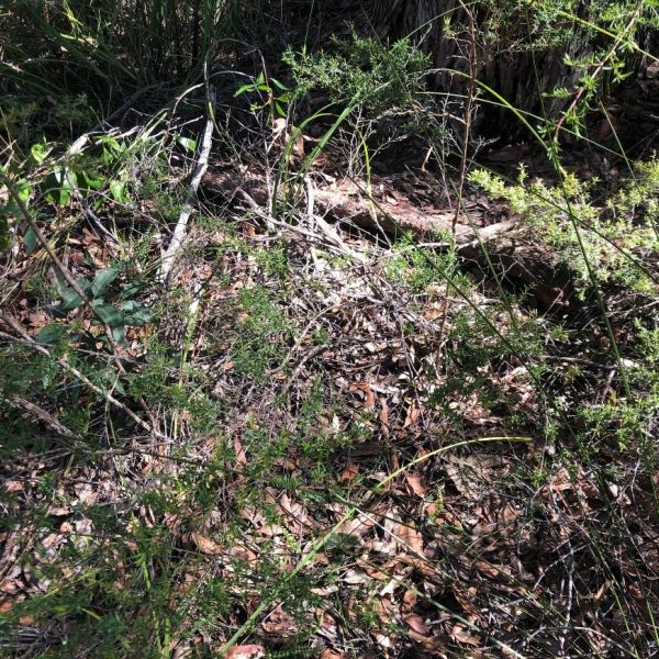 Eucalyptus-Forest-Floor