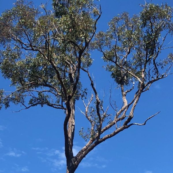 Eucalyptus-branches