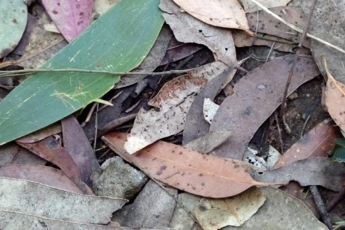 Eucalyptus-leaves