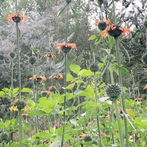 Leonotis-nepetifolius