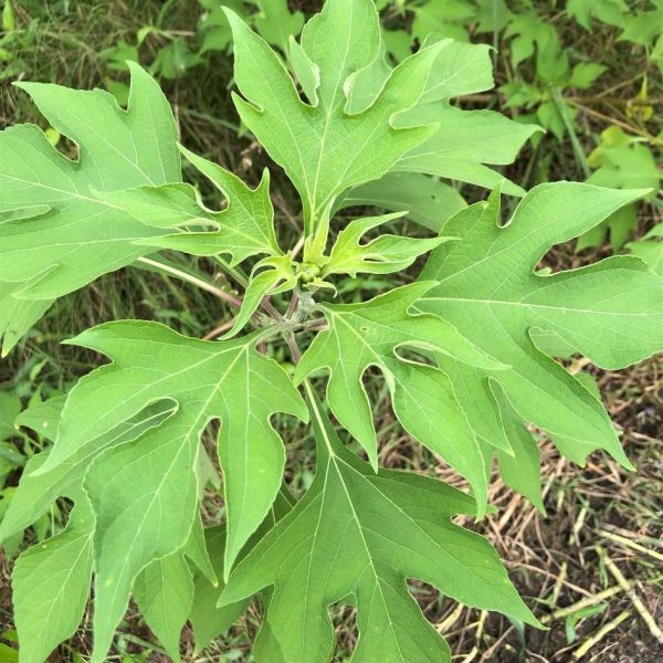 Mexican-Sunflower-Leaves