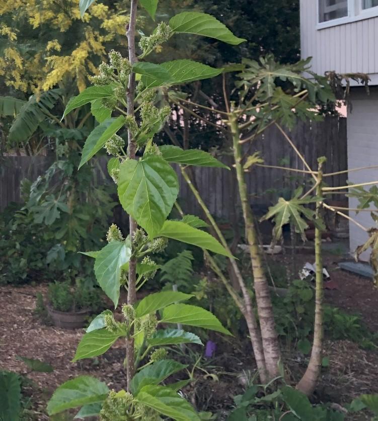 Enforced dormancy of tropical plants