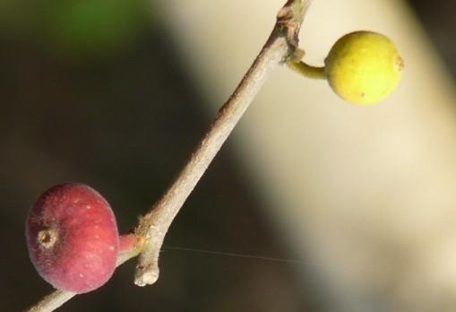 Sandpaper Fig Fruit