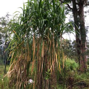 banagrass