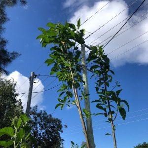 bitter leaf tree