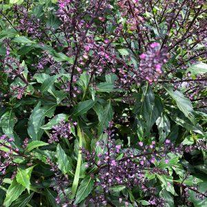 green pepper basil, ocimum selloi