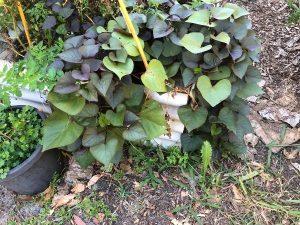 raised bed gardening