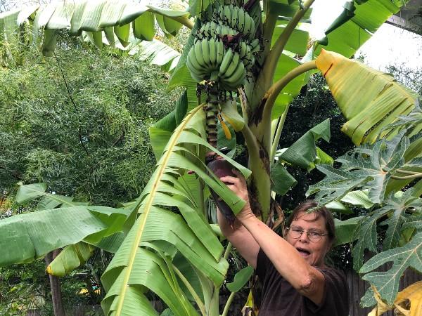 harvesting banana blossoms