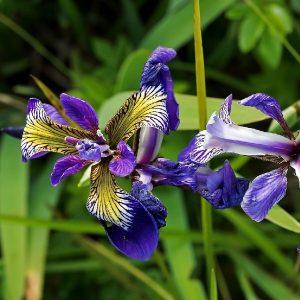 blue flag iris
