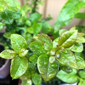 myrtus luma