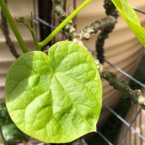 Tinospora Cordifolia, Giloy Guduchi